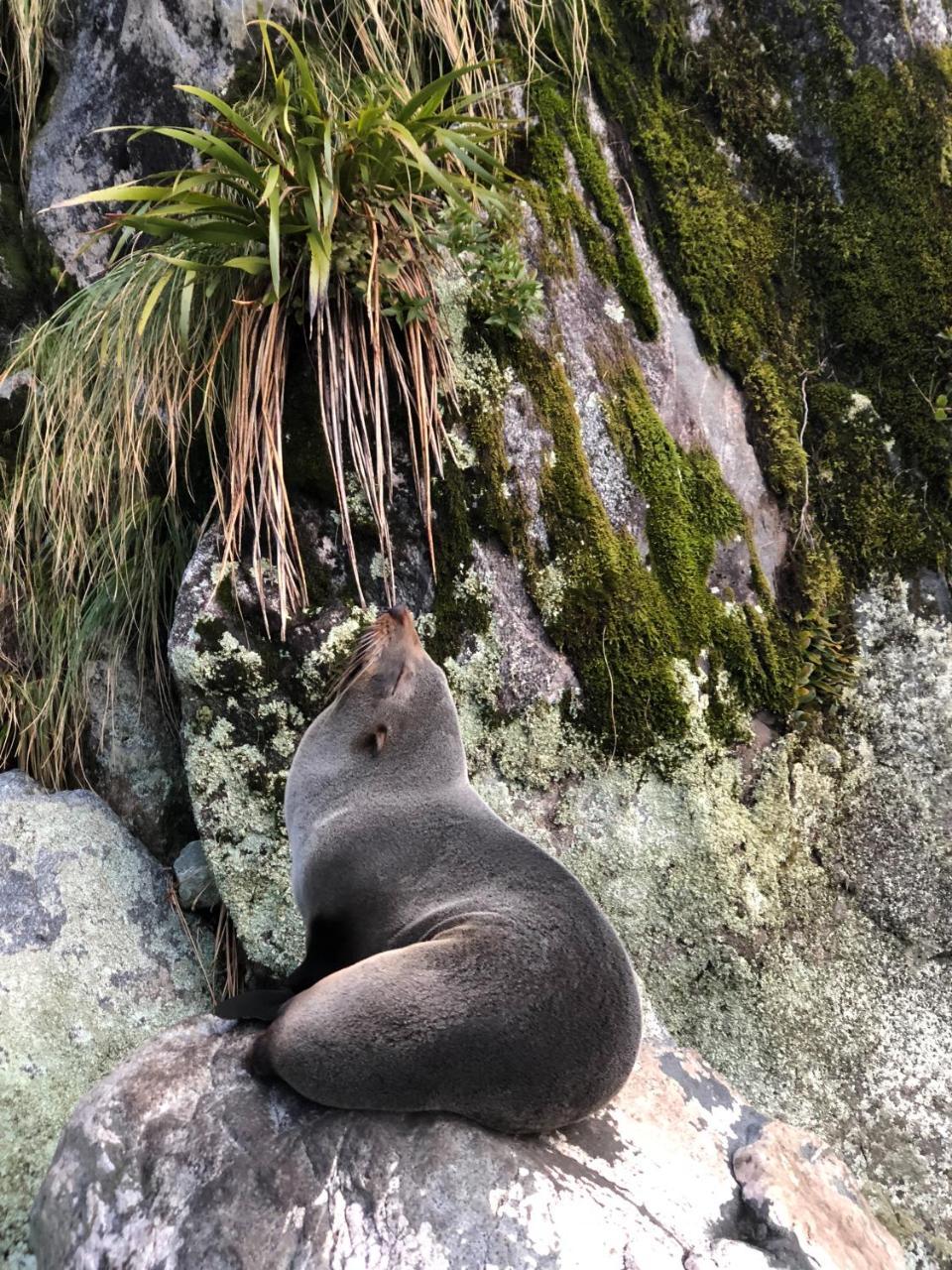 Milford Sound Overnight Cruise - Fiordland Discovery ภายนอก รูปภาพ